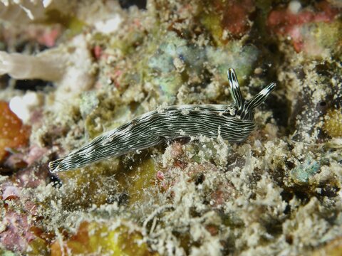 Striped nudibranch, gracile thuridilla (Thuridilla gracilis), on colourful seabed, dive site Spice Reef, Penyapangan, Bali, Indonesia