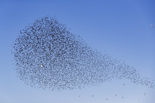 A flock of starlings (Sturnus vulgaris) as well as storm petrels (Larus canus) and black-headed gulls (Chroicocephalus ridibundus) form a large flight formation in the blue sky, autumn migration, spring migration, bird migration, assembly point, flight formation, Germany