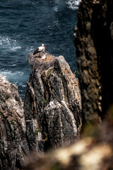 Fototapeta premium Seagull perched on rugged coastal cliff overlooking choppy ocean waves on a rocky shoreline