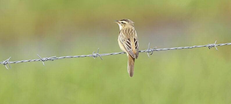 Reed warbler (Acrocephalus schoenobaenus) singing on a barbed wire fence, back view, wildlife, Lembruch, Ochsen Moor, D&uuml;mmer nature park Park, Lower Saxony, Germany