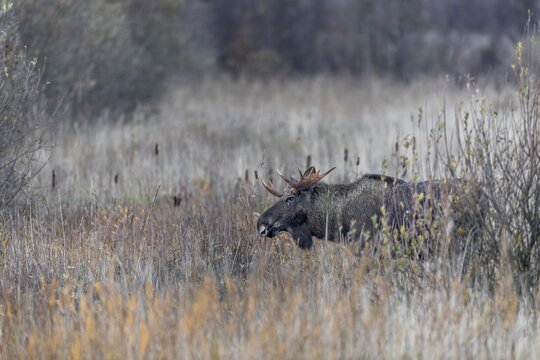 The bull moose (Alces alces) has stepped out of the willow thicket and is looking for food in a clearing, rutting season, moose rut, October, Denmark