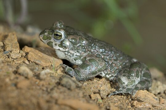 Bufo viridis, Bufotes viridis, green toad, toad, amphibians, amphibians, toads, amphibians