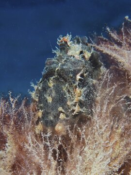 Well camouflaged Giant Frogfish (Antennarius commerson) . Dive site House Reef Mangrove Bay, El Quesir, Egypt, Red Sea
