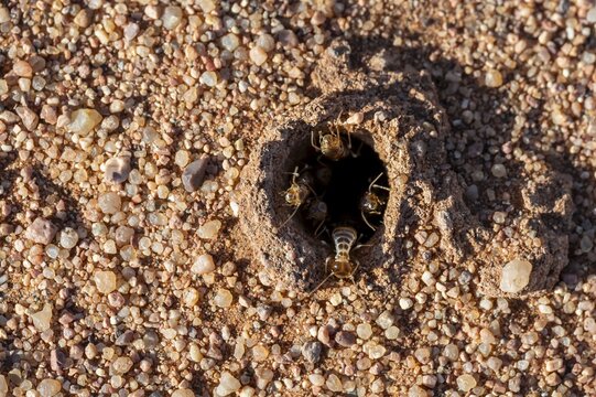 Nest of termites, in the sand, Namib Desert, Namib Naukluft Park, Namibia