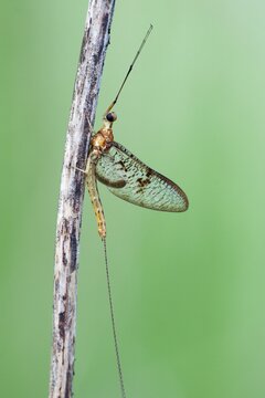 Mayfly (Ephemeroptera), Hesse, Germany