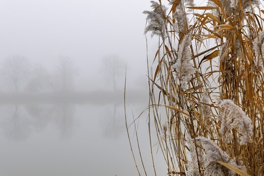 Landscape, fog, Schoenau fish ponds, Schoenau, Lower Austria, Austria, Europe