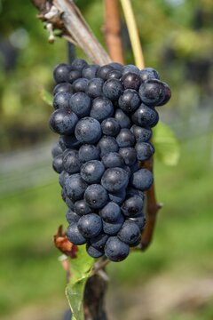 Pinot noir grapes on a vine shortly in front of harvest, near Durbach, Ortenaukreis, Black Forest, Baden-W&uuml;rttemberg, Germany