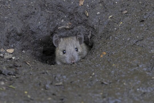European brown rat (Rattus norvegicus) adult rodent animal emerging from its burrow hole, England, United Kingdom
