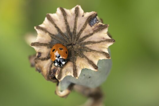 Seven-spot ladybird or Ladybug (Coccinella septempunctata) adult insect on a garden poppy seedhead in summer, England, United Kingdom