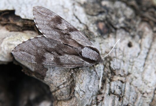 Hyloicus pinastri, pine swarmer, pine hawk moth, sphinx pinastri, pine arrow, butterfly, camouflage, insects, moths, moths, butterfly, camouflage