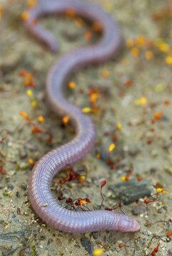 Blanus cinereus, Moorish web digs, Mediterranean worm lizard, web burrow, ringworm, double creep, lizards, Extremadura, high size, portrait format, reptiles, lizards, reptilia, reptiles, Spain