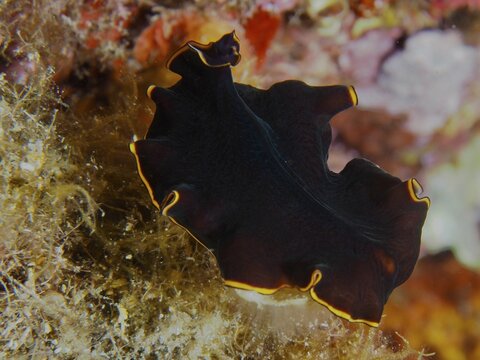 Black yellow-burn flatworm (Prostheceraeus splendidus), swirl worm, with yellow edges on underwater plants in the Mediterranean near Hy&egrave;res, Giens peninsula diving site, Porquerolles, Provence, C&ocirc;te d'Azur, France