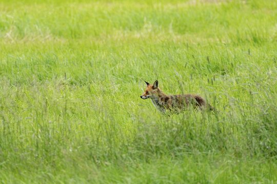 Red fox (Vulpes vulpes), concealed in tall grass, Vulkaneifel, Rhineland-Palatinate, Germany