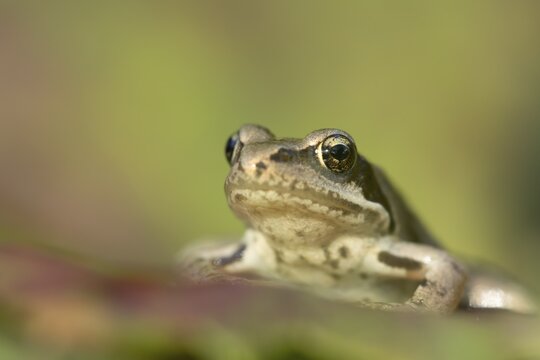 Common frog (Rana temporaria) juvenile baby amphibian resting on a fallen tree leaf in a garden in autumn, England, United Kingdom