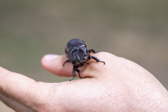 African rhinoceros beetle (Oryctes monoceros) on a hand, Tanzania