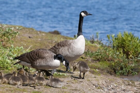 Branta canadensis, Canada goose, Canada goose, Sweden, Anatidae, birds, duckbirds, goose, geese, adolescent, juvenile, Sweden, birds, waterbirds, waterbirds
