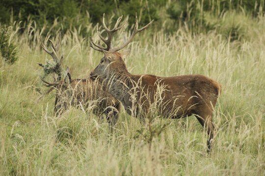 Red deer (Cervus elaphus) rutting deer, the left one with wire in left antler bar, being licked by another deer, Allg&auml;u, Bavaria, Germany, Allg&auml;u, Bavaria, Germany