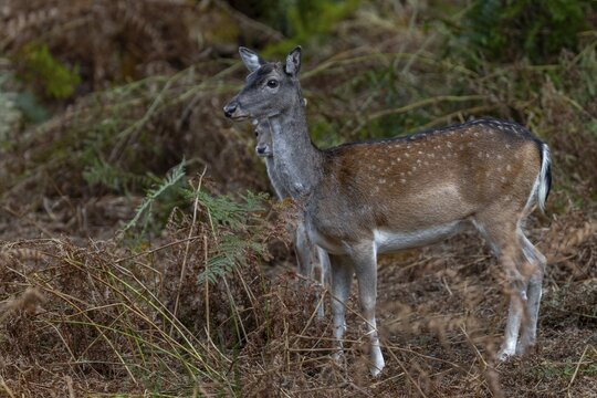The fallow deer calf (Dama dama) attentively observes the behaviour of its mother, acorn fattening, baby animal, autumn, rut, fallow deer rut, October, Germany