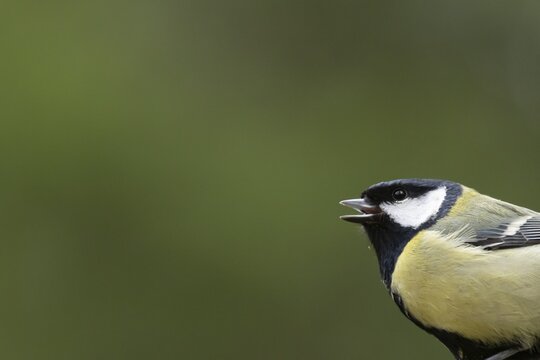 Great tit (Parus major) adult bird singing in spring, England, United Kingdom