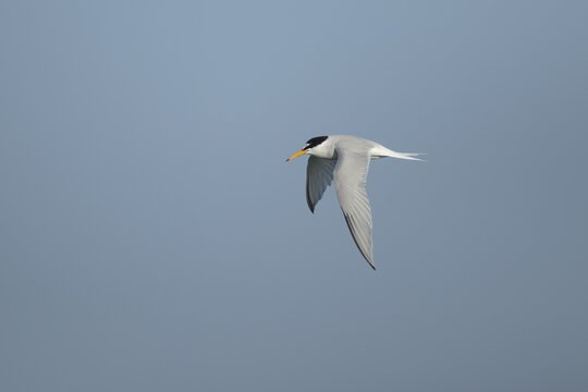 Little tern (Sternula albifrons) adult bird in flight in the summer, England, United Kingdom
