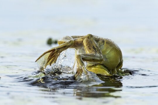 Bull frogs Lithobates catesbeianus. Male bull frog jumping on another male for a territorial fight during the breeding season. La Mauricie national park. Province of Quebec. Canada