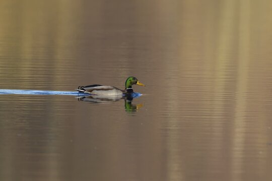 Mallard or Wild duck (Anas platyrhynchos) adult male bird on a lake, England, United Kingdom