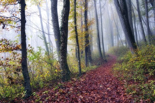 Autumn leaves on forest path, common beech (Fagus sylvatica) in the fog, Jurapark, Canton Aargau, Switzerland