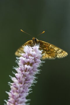 Bite check moth, bite cheek moth, euphydryas aurinia, eurodryas aurinia, golden tick moth, green ribbon, marsh fritillary, melitaea aurinia, scabiotic cheek moth, butterfly, high size, portrait format, insects, butterfly, butterflies