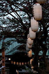 鎌倉26912　龍口寺6　法難会提灯 © MAMEMIKE