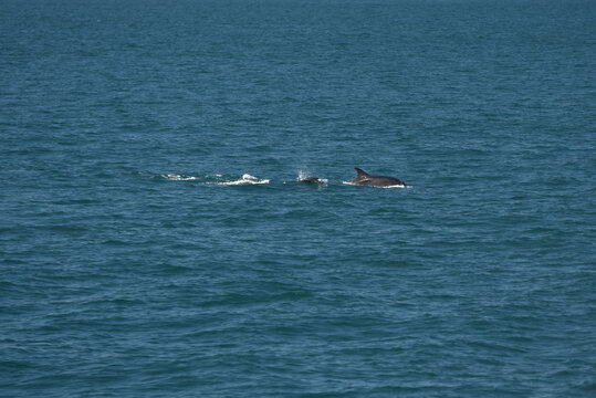 Dauphins