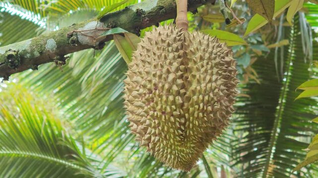 Beautiful durian fruit hanging on a branch