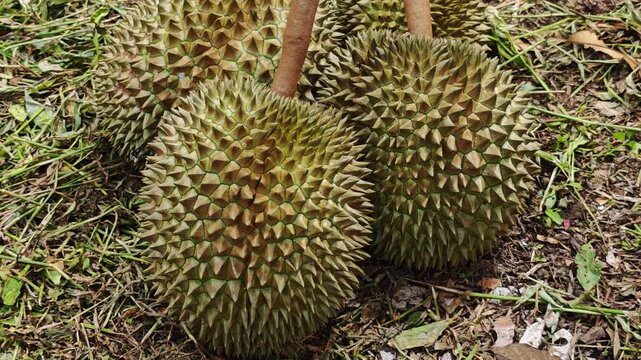 Freshly harvested durian on grass 