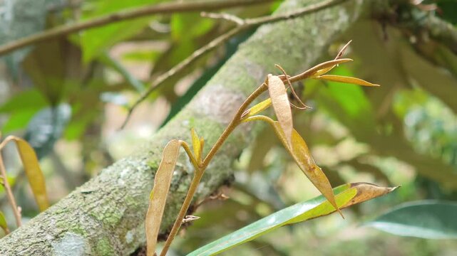 Young durian leaves at sword-tail stage