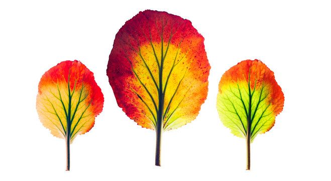Three colorful autumn leaves form a decorative composition of tree symbols isolated on transparent background for seasonal design