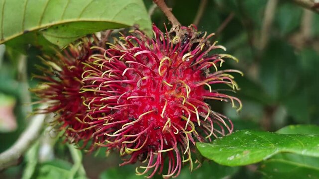 Red rambutan fruit with ants crawling