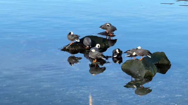 Close up shot of a rare group of emperor geese perched on wet coastal rocks in clean blue sub-Arctic waters.
