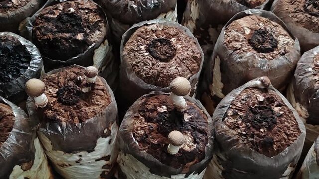 Shiitake mushrooms emerging from substrate