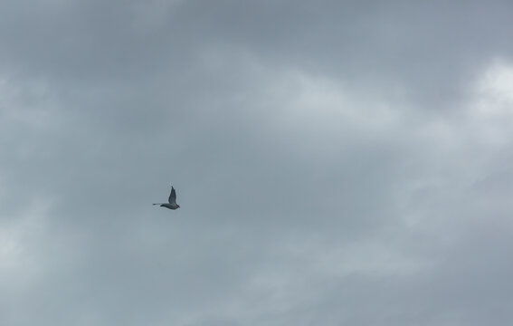 Vol de pigeon dans le ciel gris