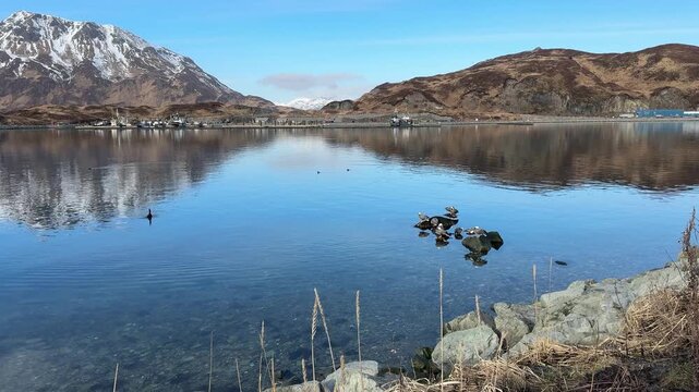 Steady serene wide angle shot of Captain's Bay mirroring snow-dusted mountains with emperor geese sitting on rocky shorelines, Unalaska Island.
