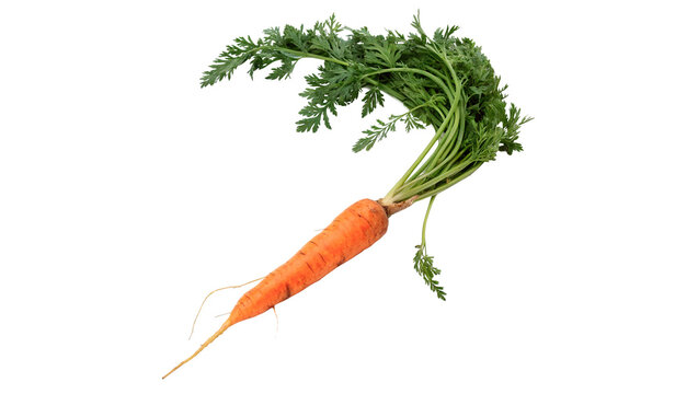 Single fresh organic orange carrot with greens isolated on transparent background.