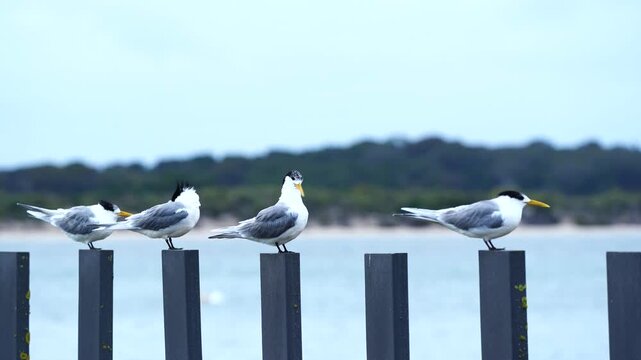 Little Terns Sternula albifrons lined up on a fence at Kangaroo Island, South Australia