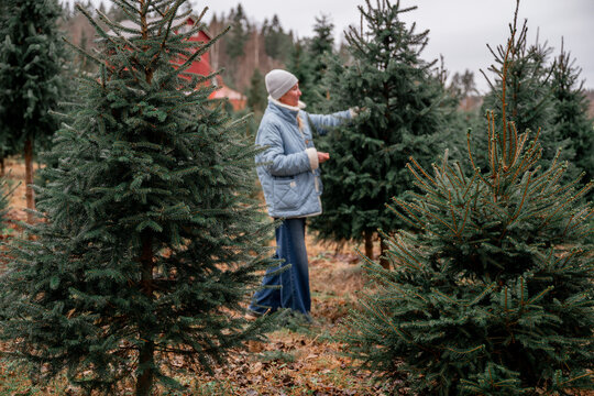 Woman choosing natural Christmas tree at outdoor tree farm during winter holiday season