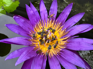 Honey bees collecting nectar on vibrant purple water lily flower © somkcr