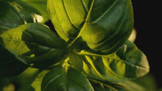 Macro close-up of a fresh green basil plant in warm sunlight. Vibrant foliage texture, natural lighting, organic ingredient background for healthy cooking and culinary content.