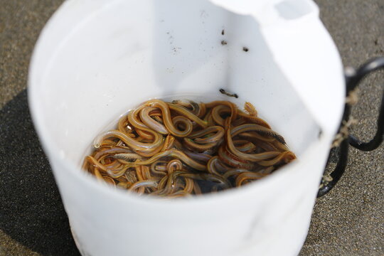 Live sandworms for fishing bait rest in a plastic bucket.