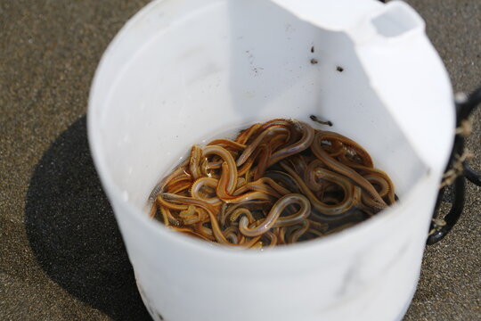 Live sandworms for fishing bait rest in a plastic bucket.
