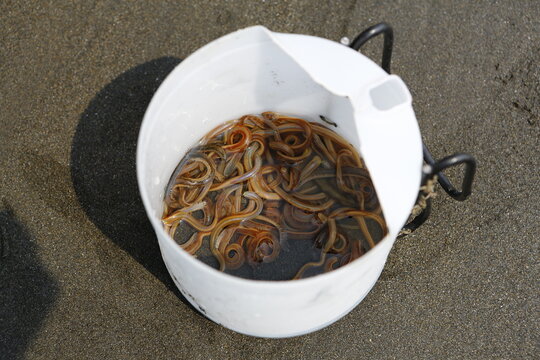 Live sandworms stored in a bucket serve as fishing bait.