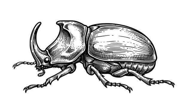 Rhinoceros beetle side view hand drawn engraving illustration insect entomology nature vector design