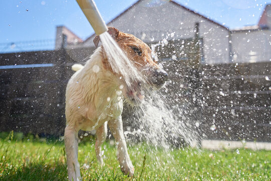 Jack Russell Terrier playing with water from garden hose