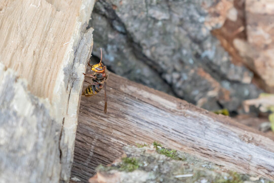 European hornet crawling on stacked firewood logs outdoors. Close-up macro shot of a large stinging insect on wooden timber, natural background, wildlife and pest photography, rural environment.